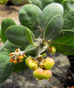 Arctostaphylos confertiflora at the UC Berkeley Botanical Garden, California, USA. Identified by sign.