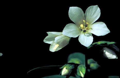 Polemonium vanbruntiae Britton - Jacob's Ladder or Vanbrunt's polemonium, flowering plant