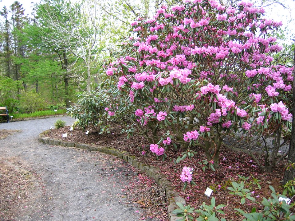 photo taken by Salvör in Grasagarður Reykjavíkur Botanical garden in Reykjavik, Iceland.