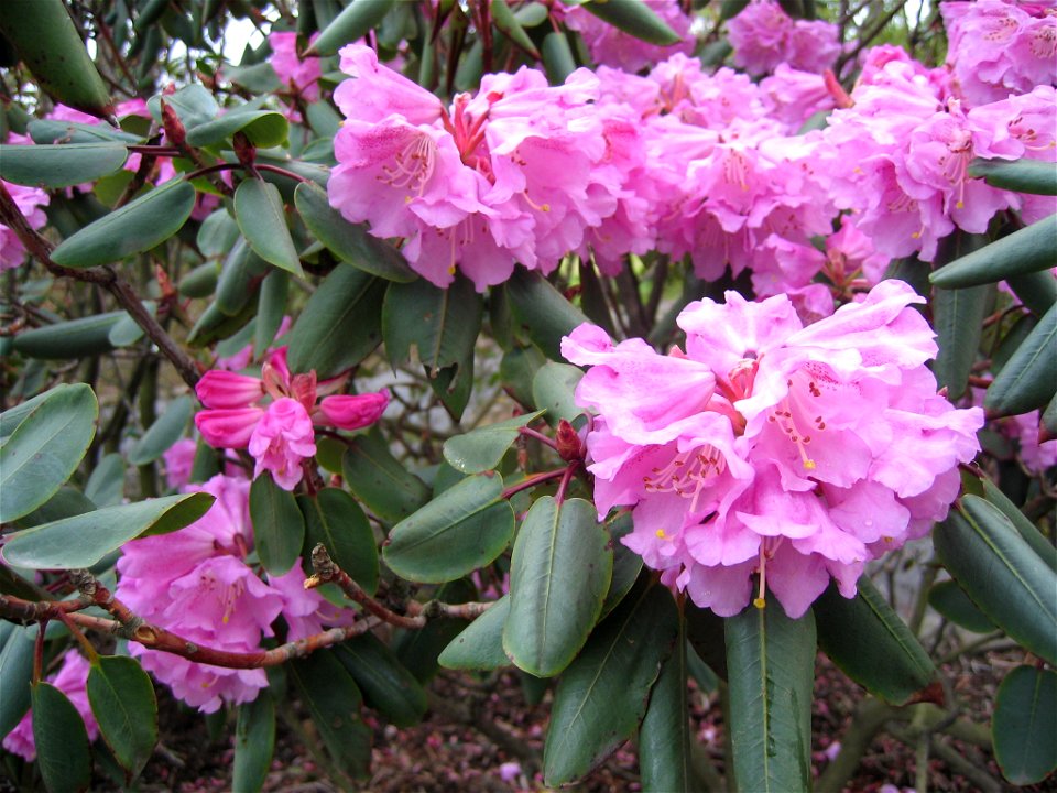 photo taken by Salvör in Grasagarður Reykjavíkur Botanical garden in Reykjavik, Iceland.