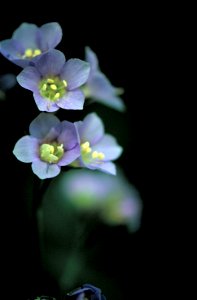 Polemonium vanbruntiae - Jacob's Ladder photo