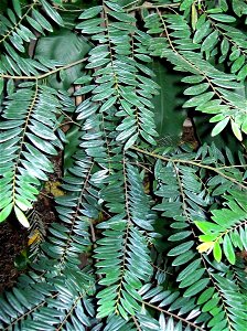 Diospyros seychellarum, Royal Botanic Gardens, Sydney.