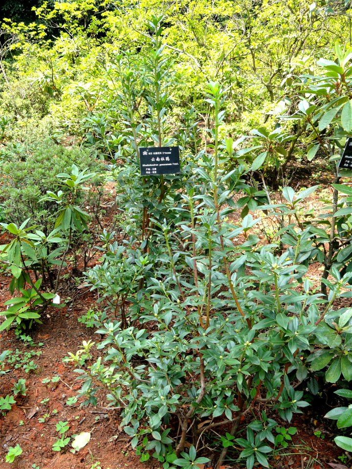 Rhododendron specimen in the Kunming Botanical Garden, Kunming, Yunnan, China.
