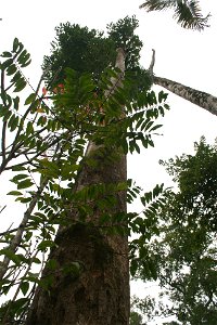 Madhuca pasquieri in Vietnam