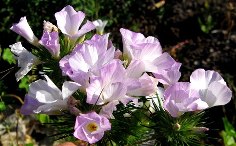 Bloom of Linanthus grandiflorus, Mountain Phlox
