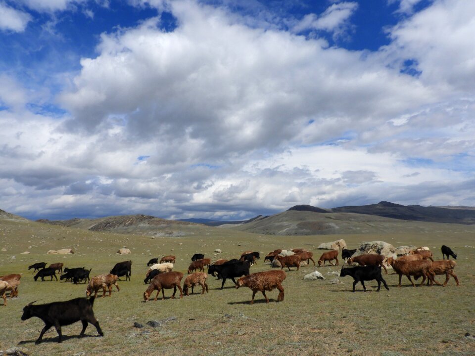 Herd summer alpine meadow