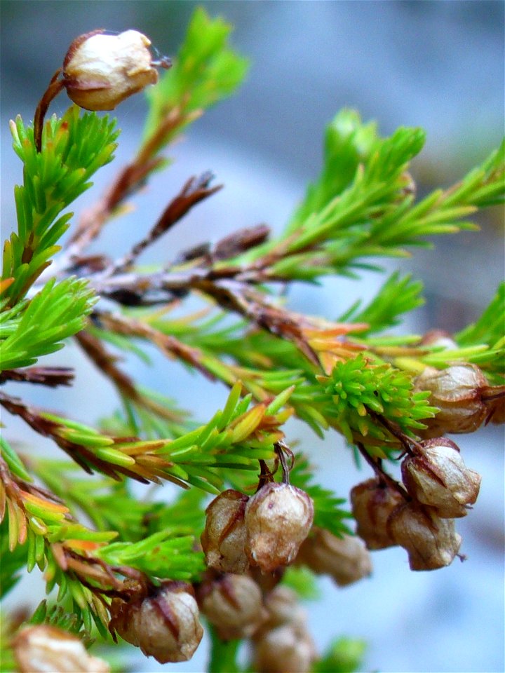 Erica margaritacea
