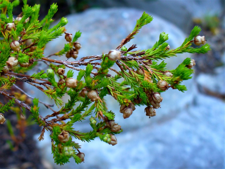 Erica margaritacea bush