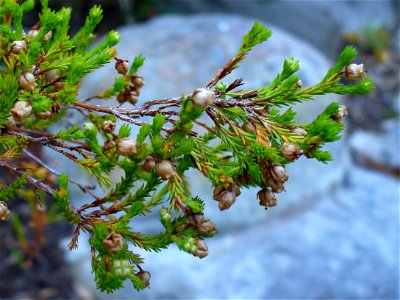 Erica margaritacea bush