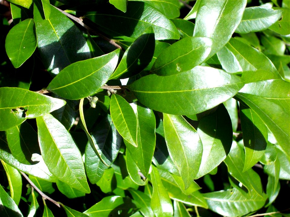 Pouteria myrsinifolia at Coffs Harbour Botanic Gardens, Australia