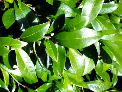 Pouteria myrsinifolia at Coffs Harbour Botanic Gardens, Australia photo