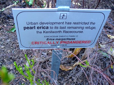 Erica margaritacea sign