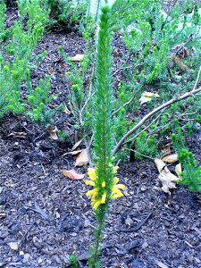 erica patersonia plant
