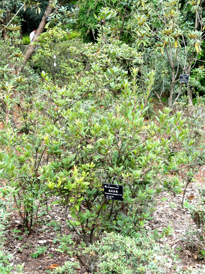 Rhododendron specimen in the Kunming Botanical Garden, Kunming, Yunnan, China.