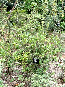 Rhododendron specimen in the Kunming Botanical Garden, Kunming, Yunnan, China. photo