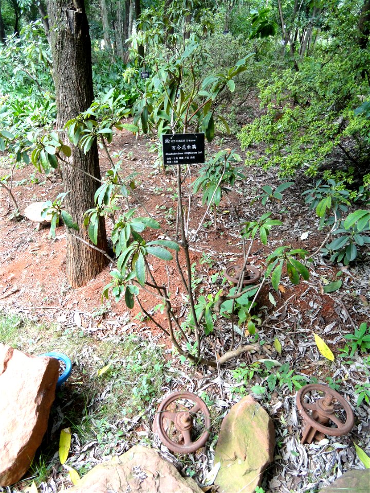 Rhododendron specimen in the Kunming Botanical Garden, Kunming, Yunnan, China.