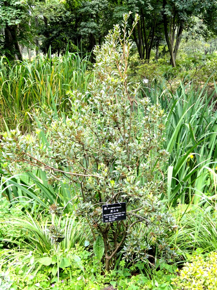 Rhododendron specimen in the Kunming Botanical Garden, Kunming, Yunnan, China.