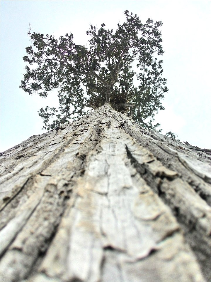 This picture was taken in a crop area in São Jorge Tiradentes district , municipality of Rio Bananal - ES , it is isolated . the photo was taken with a mobile device .
