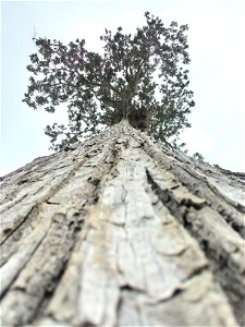This picture was taken in a crop area in São Jorge Tiradentes district , municipality of Rio Bananal - ES , it is isolated . the photo was taken with a mobile device .