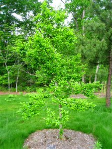 Sinojackia rehderiana specimen - North Carolina Arboretum, Asheville, North Carolina, USA.