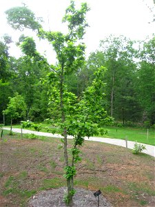 Sinojackia rehderiana specimen - North Carolina Arboretum, Asheville, North Carolina, USA.