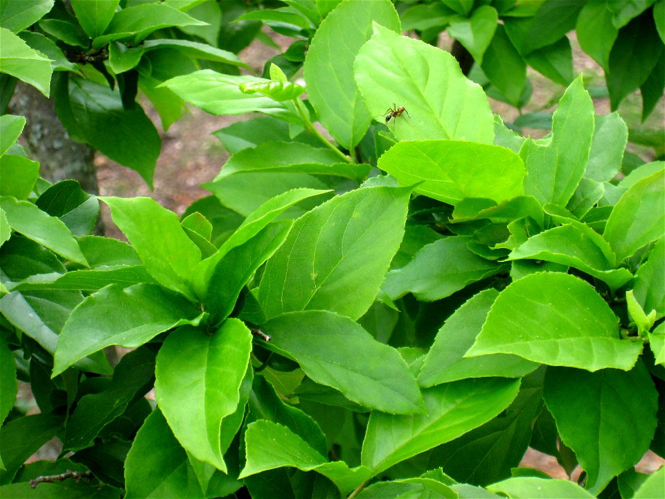 Sinojackia rehderiana leaves - North Carolina Arboretum, Asheville, North Carolina, USA.