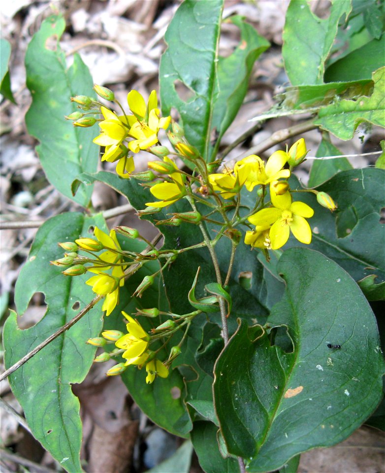 Lysimachia fraseri, North side of the Ocoee River, Polk County, Tennessee.