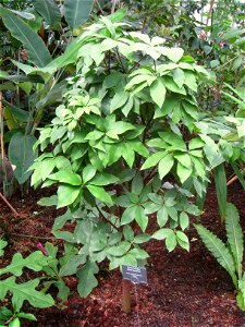 Deherainia smaragdina specimen in the Botanischer Garten, Berlin-Dahlem (Berlin Botanical Garden), Berlin, Germany.