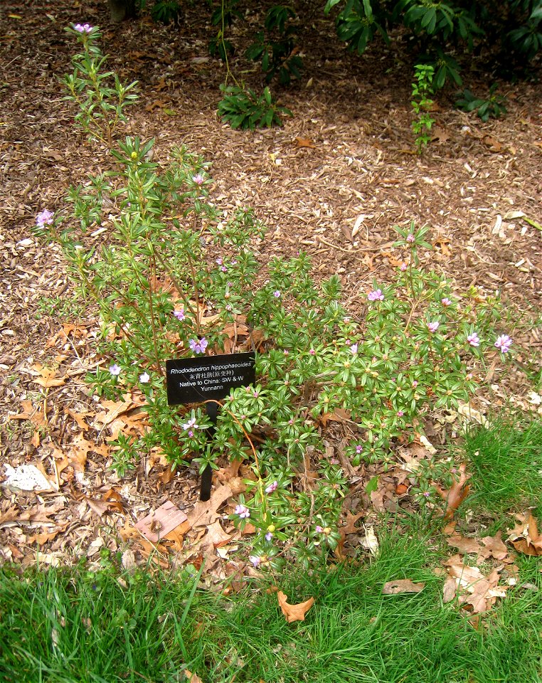Rhododendron hippophaeoides, Arnold Arboretum, Jamaica Plain, Boston, Massachusetts, USA.