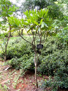 Rhododendron specimen in the Kunming Botanical Garden, Kunming, Yunnan, China.