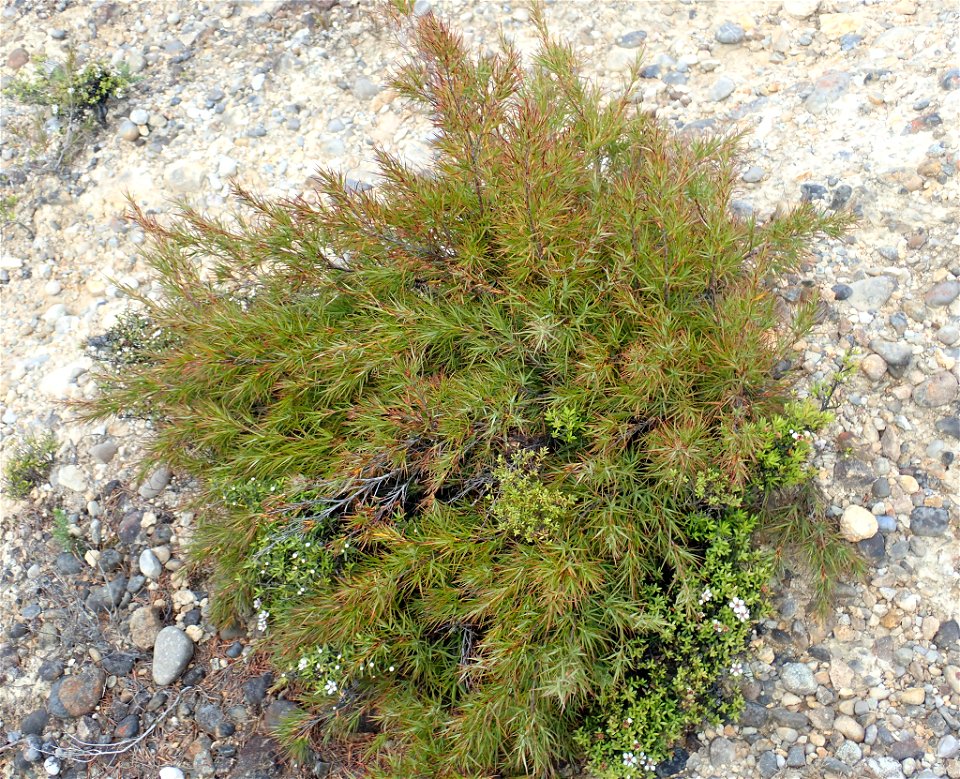 A photo of the endemic New Zealand plant Dracophyllum trimorphum