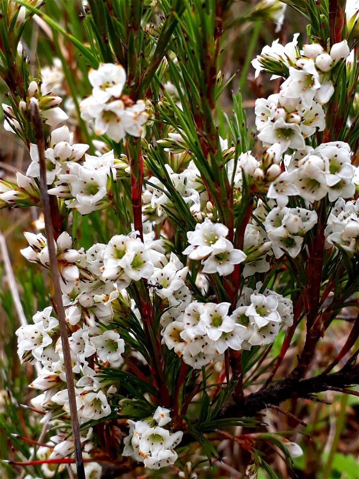 A photo of the endemic New Zealand plant Dracophyllum scoparium in flower.