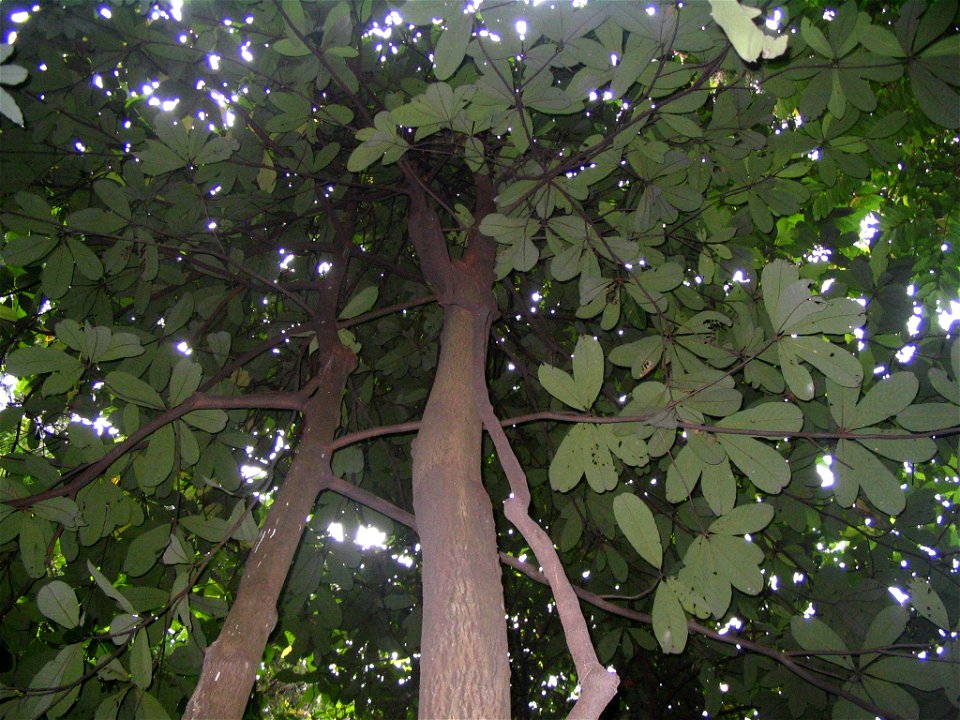 Palaquium maingayi - Bukit Nanas forest reserve - Kuala Lumpur