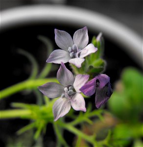 Gilia nevinii which I am growing. photo