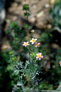 Linanthus Parviflorus (commonly known as Stardust) blooming in a garden in Santa Monica, CA.