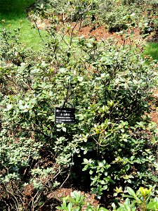 Rhododendron specimen in the Kunming Botanical Garden, Kunming, Yunnan, China.