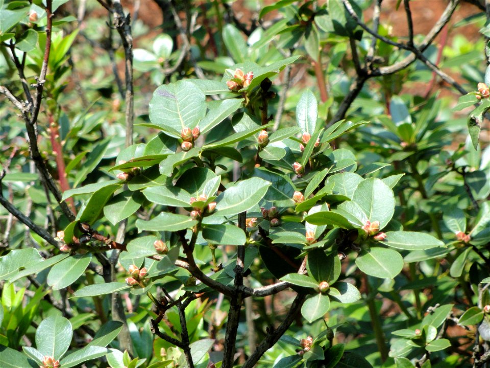 Rhododendron specimen in the Kunming Botanical Garden, Kunming, Yunnan, China.