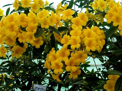 Rhododendron in Dalat, Vietnam