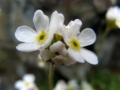 Androsace albana