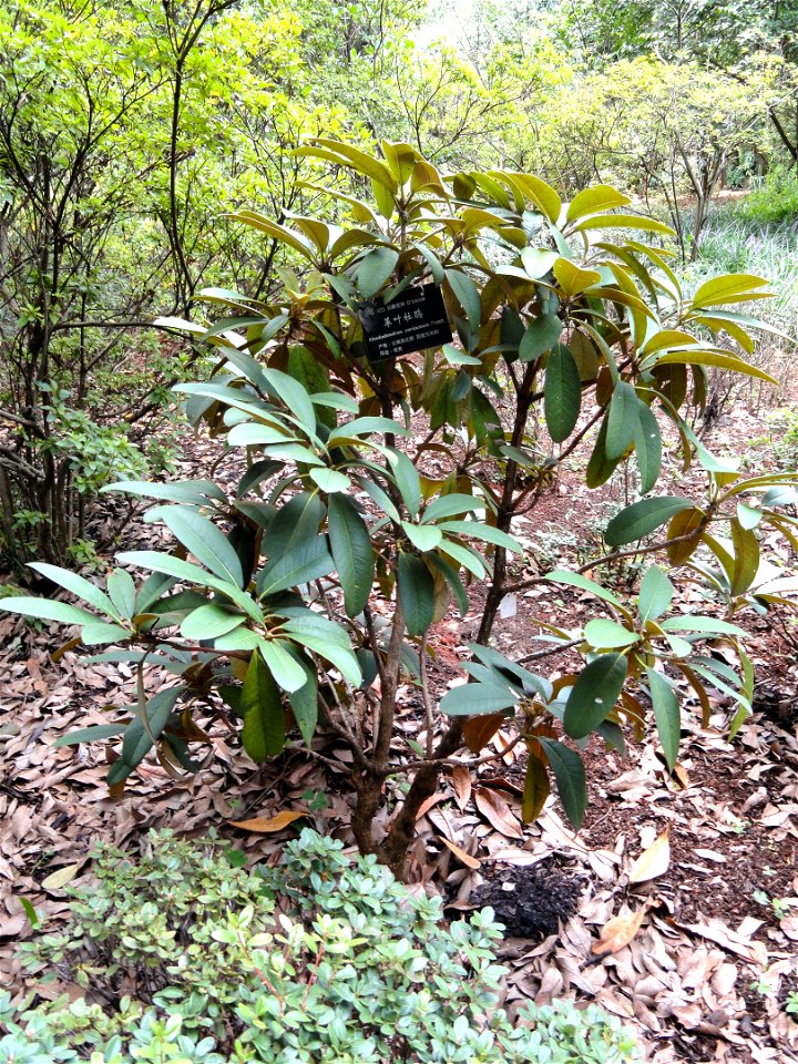 Rhododendron specimen in the Kunming Botanical Garden, Kunming, Yunnan, China.