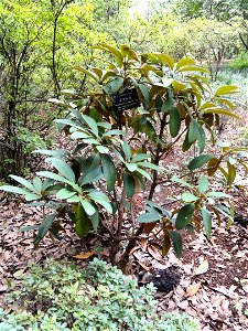 Rhododendron specimen in the Kunming Botanical Garden, Kunming, Yunnan, China.