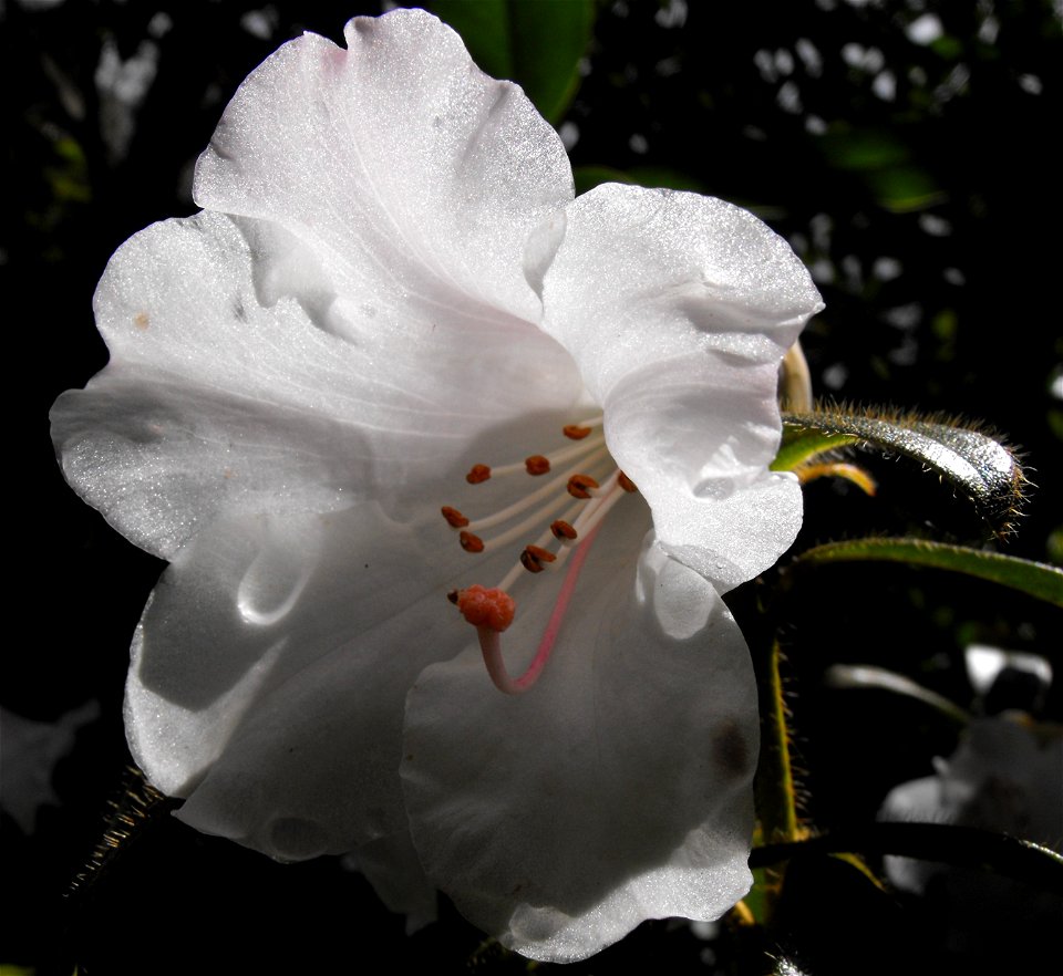 Rhododendron ciliatum at the UC Berkeley Botanical Garden, California, USA. Identified by sign.