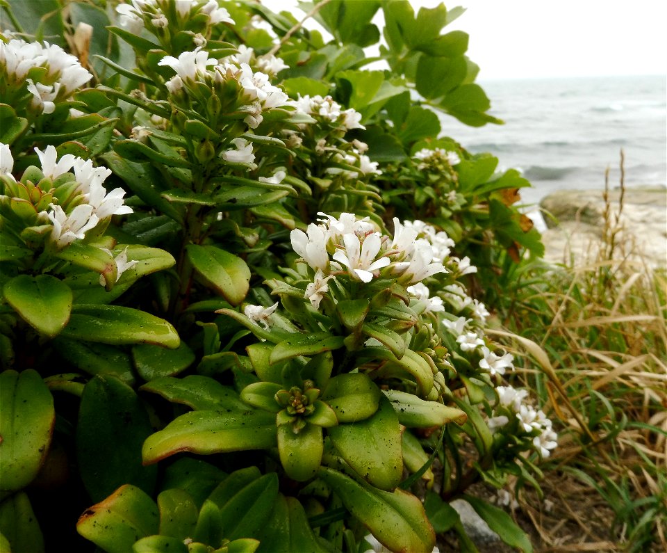 Lysimachia mauritiana, rocks along seashore at Inamuragasaki Park, Kamakura, Kanagawa Prefecture, Japan.