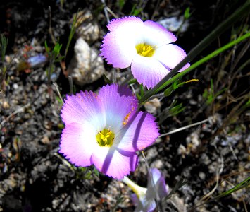 Linanthus dianthiflorus at Loveland Reservoir outside Alpine, California, USA.