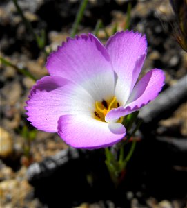 Linanthus dianthiflorus at Lake Poway, Poway, California, USA. photo