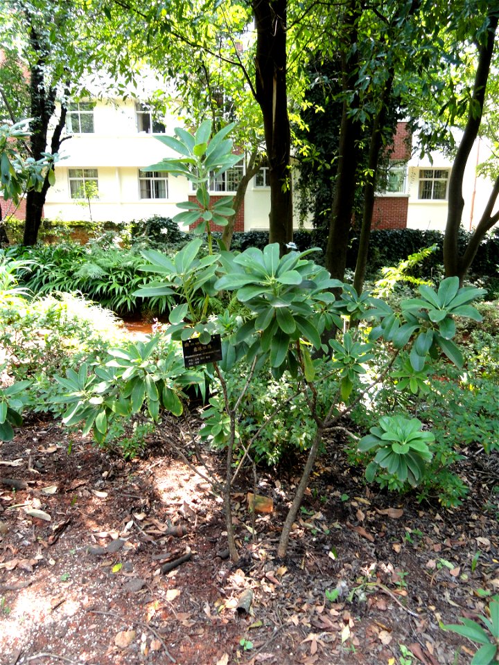 Rhododendron specimen in the Kunming Botanical Garden, Kunming, Yunnan, China.