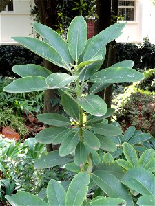 Rhododendron specimen in the Kunming Botanical Garden, Kunming, Yunnan, China.