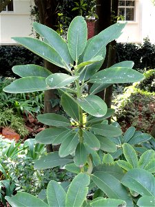 Rhododendron specimen in the Kunming Botanical Garden, Kunming, Yunnan, China. photo