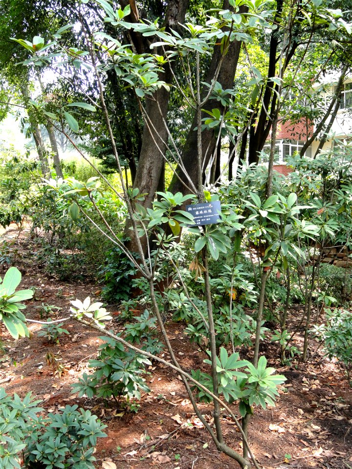 Rhododendron specimen in the Kunming Botanical Garden, Kunming, Yunnan, China.