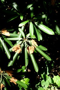 Botanical specimen in the UBC Botanical Garden at the University of British Columbia - Vancouver, British Columbia, Canada. photo